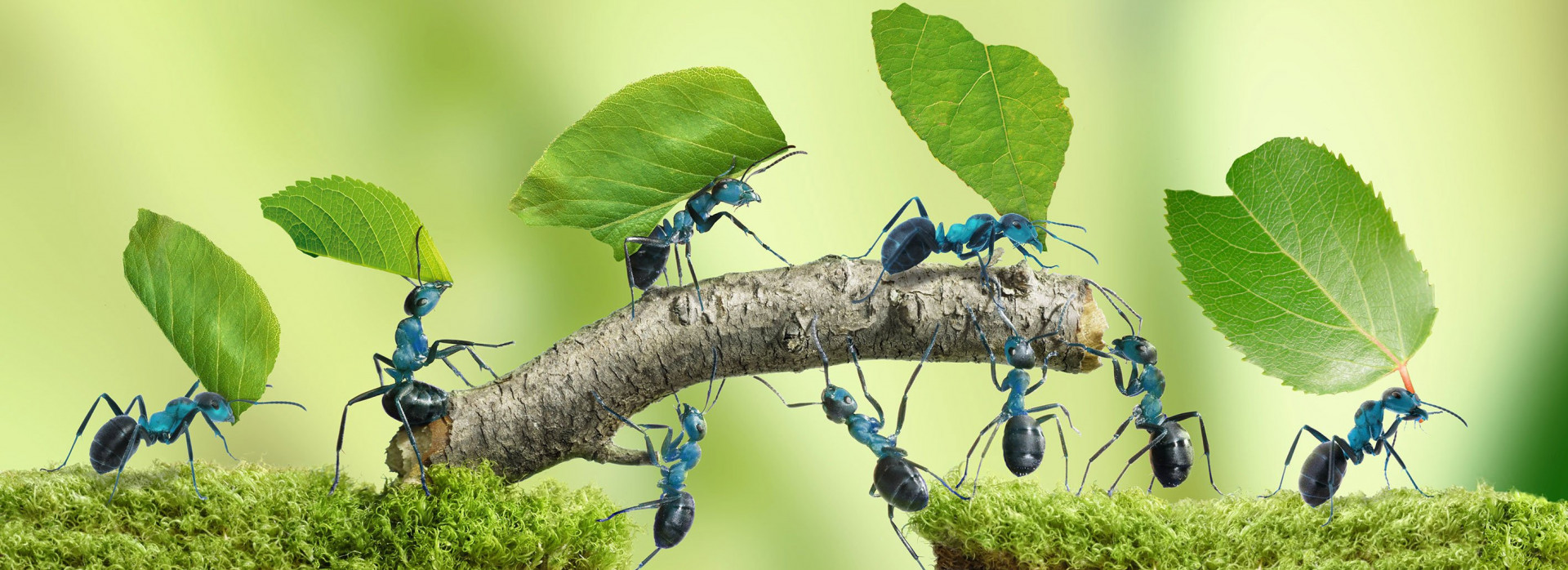 handling machines work just as tirelessly as leafcutter ants